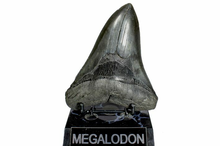 Fossil Megalodon Tooth - South Carolina #170581